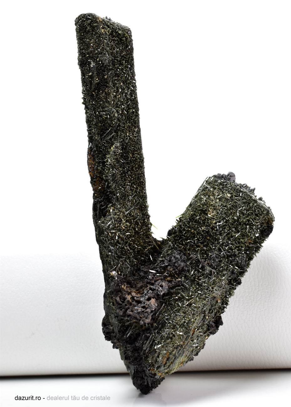 Specimen Egirin