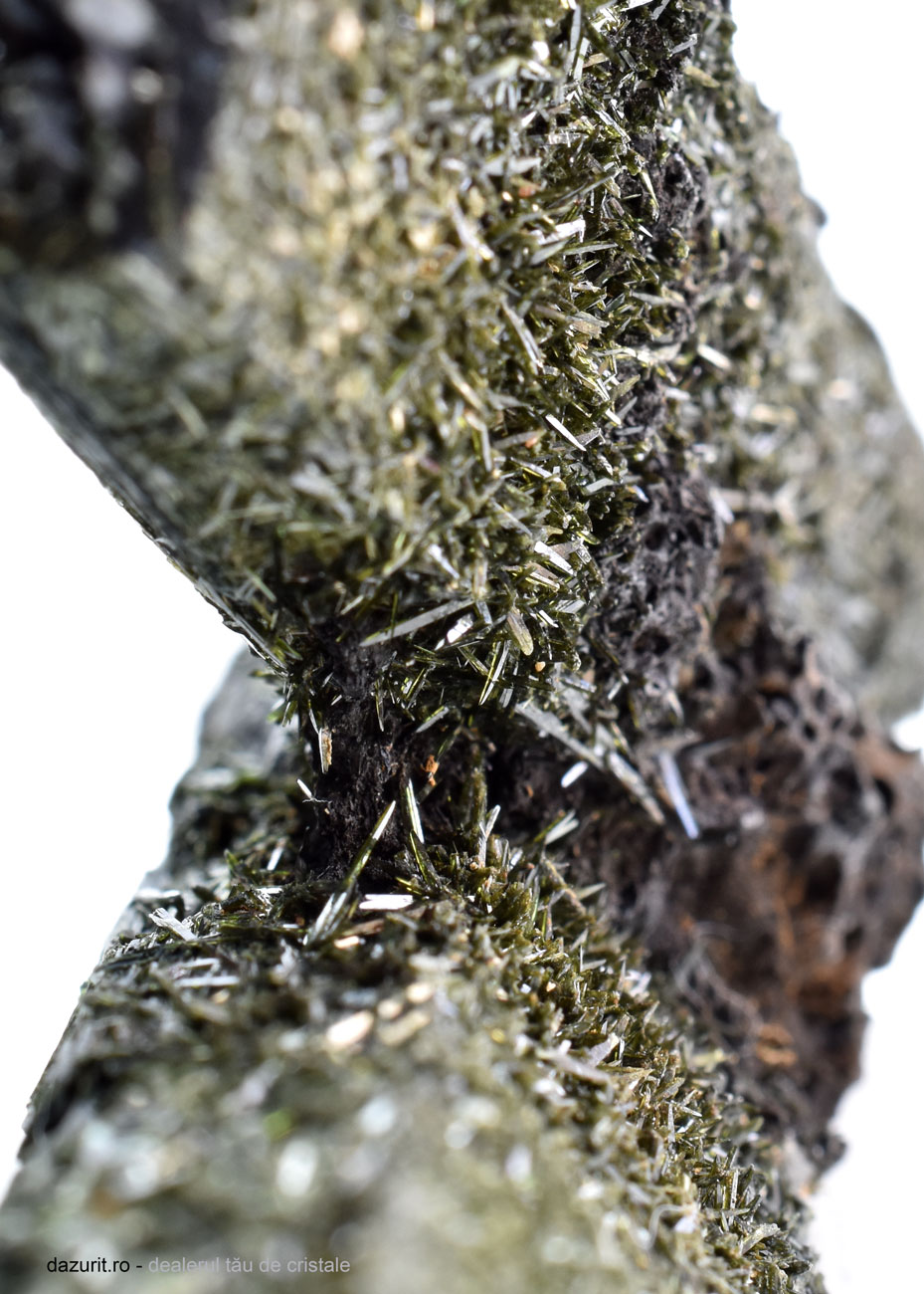 Specimen Egirin - imagine 3