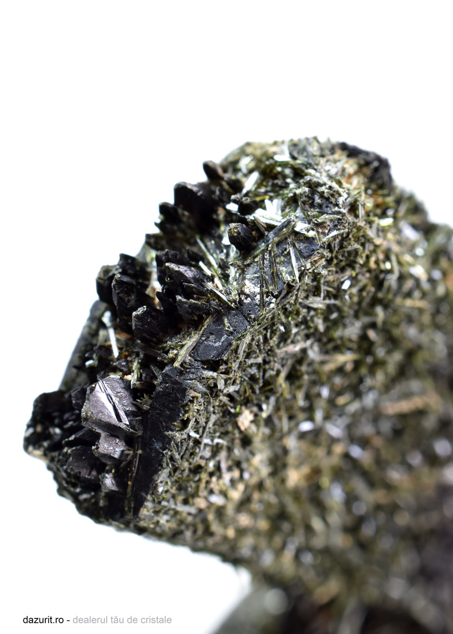 Specimen Egirin - imagine 4