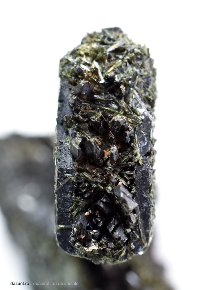 Specimen Egirin - imagine 8